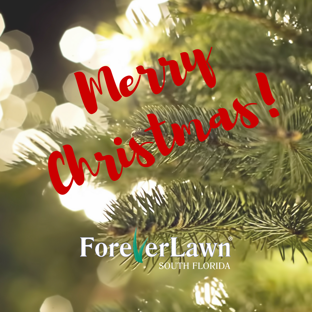 ForeverLawnSFL's tweet photo. Wishing you and your a very Merry Christmas. #ForeverLawnSouthFlorida https://t.co/ZHdmEcZCEk