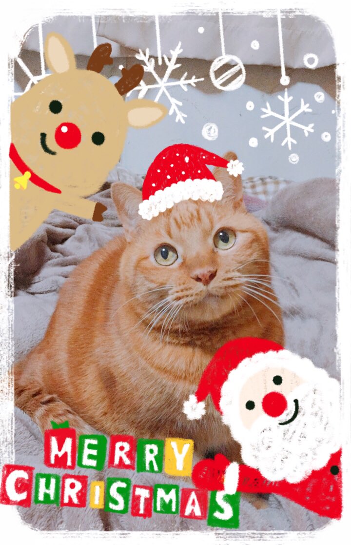 uribouranta's tweet photo. 🎄⛄🎁❤めりぃクリスマスにゃ🎄⛄🎁❤ https://t.co/6pAzOv1M16