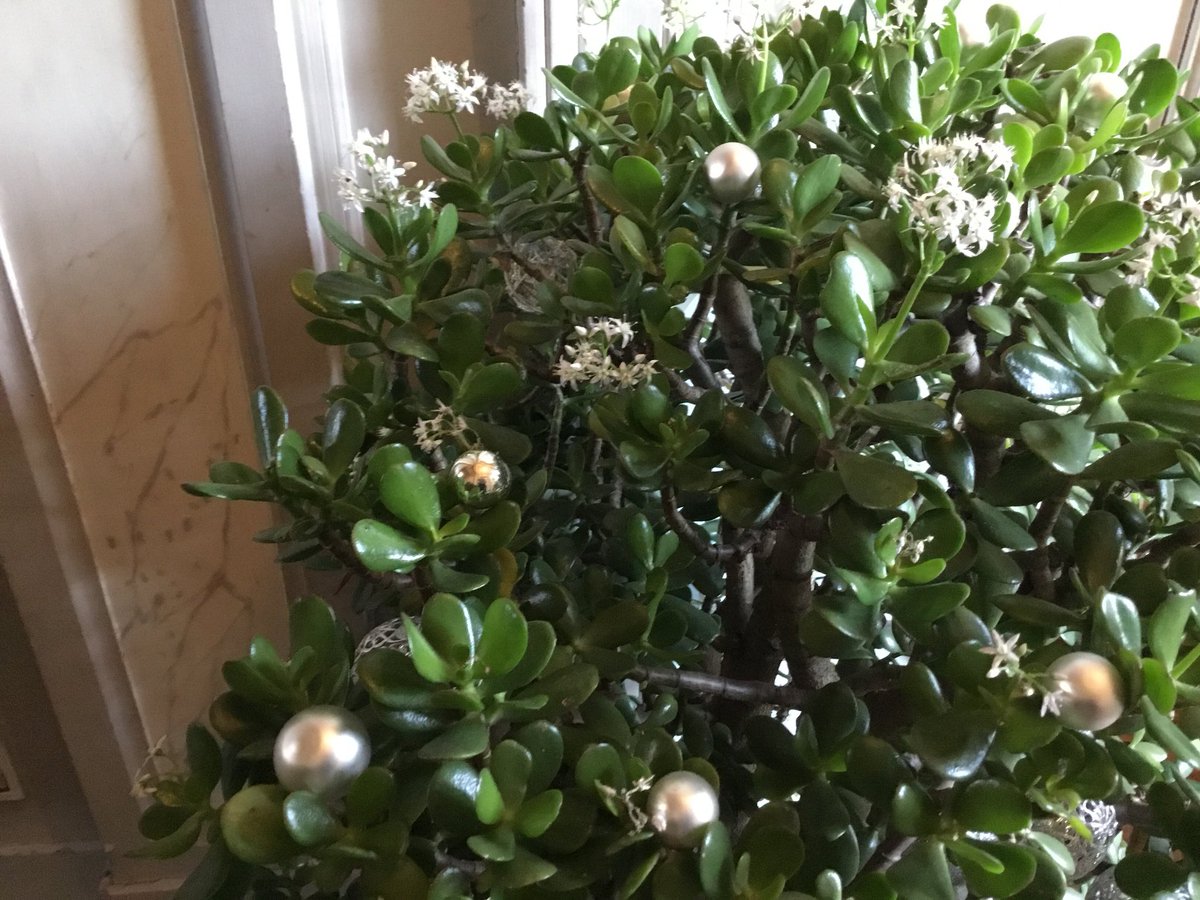 Michèle Delaunay På Twitter Noël Après Sêtre Couvertes