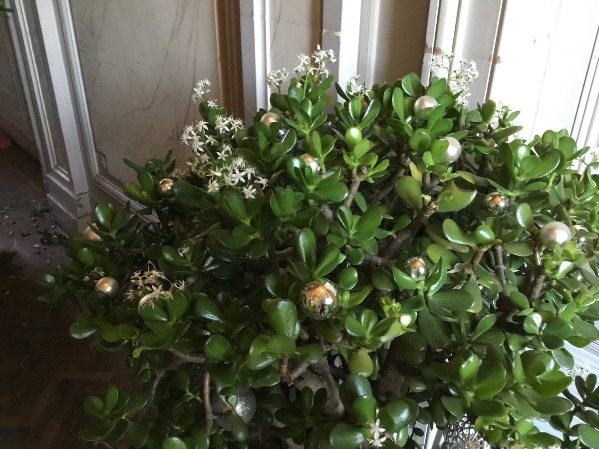 Michèle Delaunay På Twitter Noël Après Sêtre Couvertes