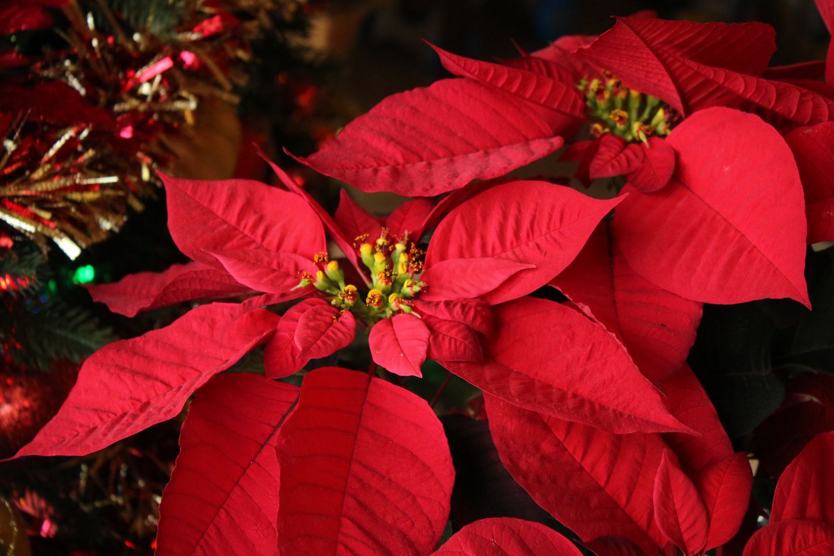 Happy #Holidays, everyone! Here are some fun facts about how the poinsettia became the flower of Christmas: bit.ly/2BkJXHW