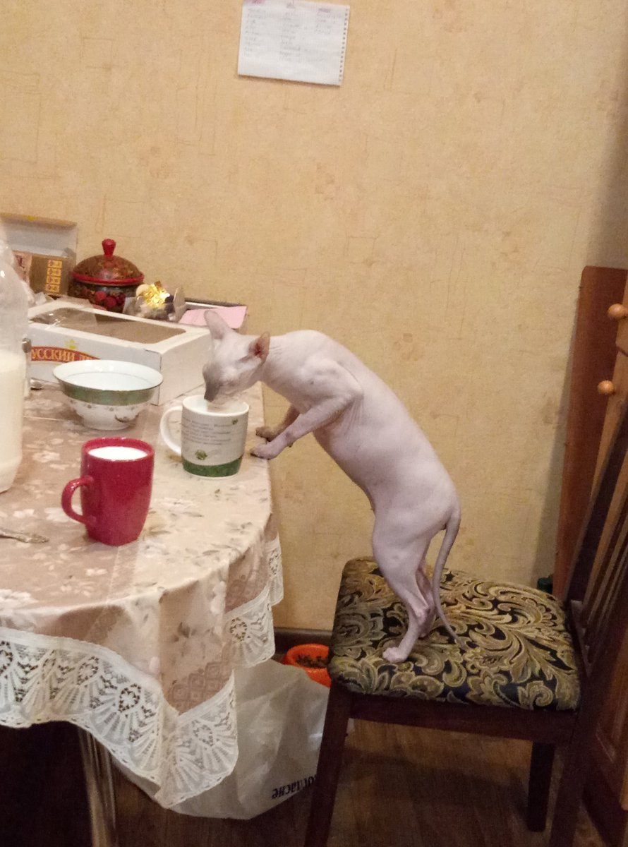 B6vOn's tweet photo. Когда отошел помыть руки перед едой😅😽 https://t.co/SaRzrJk5wG
