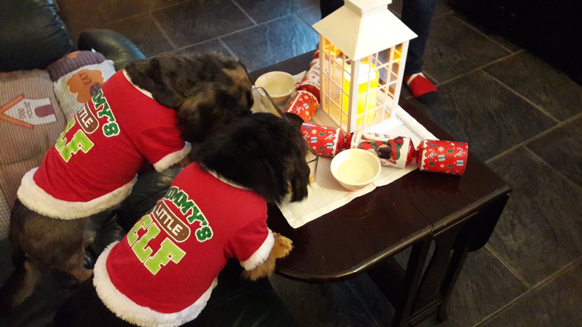 BelfastMarrow's tweet photo. Merry Christmas, everyone!
The #MarrowDogs are enjoying their dinner... https://t.co/3lyRQUiMCN