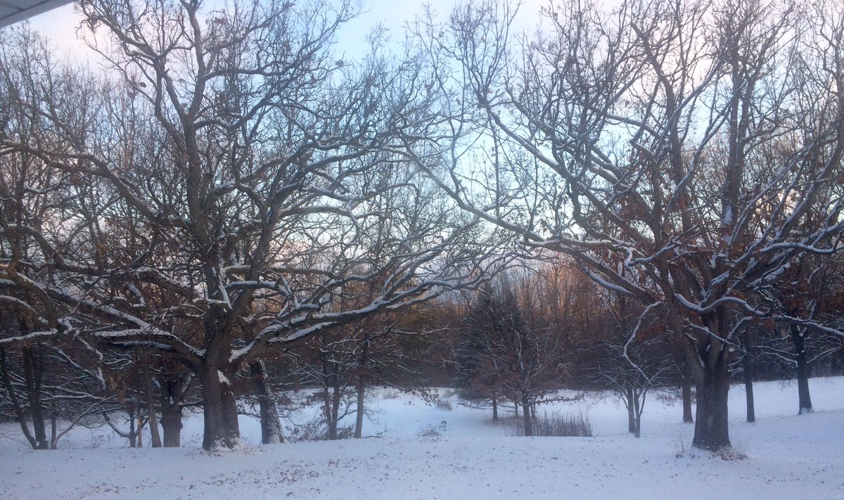theMarcelosFarm's tweet photo. #whiteChristmas #raspberries #farmette #farming #smallfarm #locallygrown #Pete'sFarm #berries #allnatural #huntley #il #60142 #ford #tractor #1956 #model600 #natural 
#Health #landscape #gardening #hammock #countrylife #woods #nature #Produce #fruitrees #veggies https://t.co/VnfwSZ0o7F
