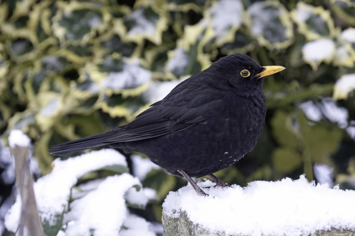 Happy Christmas to all and happy garden birdwatching! 🎁🎄🐦
