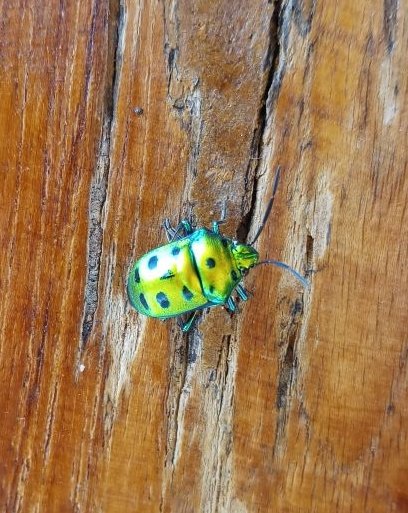 MilindPatiljal's tweet photo. #Insect #PhotoOfTheDay #wildlifephotography #FluorescentColour https://t.co/tpBqzquEJ3