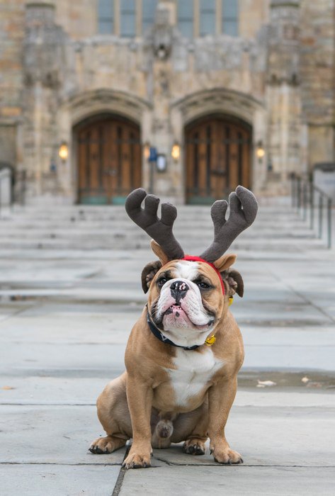 A very merry holiday season from our family to yours! ft. Handsome Dan