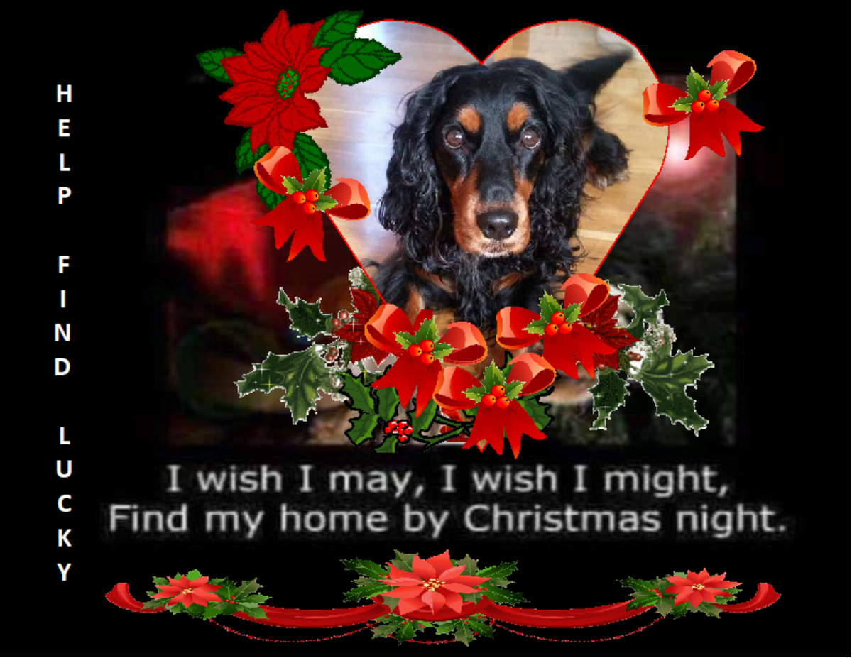HelpFindLucky's tweet photo. My #ChristmasWish for Luckie & his family💞🐕👨👨👧👦💞
🌟Star Light, 🌟Star Bright
First star🌟 I see tonight🌌
I wish I may, I wish I might
Find my way home💞🐾🐕🏡💞
This #ChristmasNight🎄🌌🎄
PLEASE #SpareAShare RT #HelpFindLucky
FB group▶https://t.co/UxJU6IhU2V https://t.co/pCRUDjNnP4