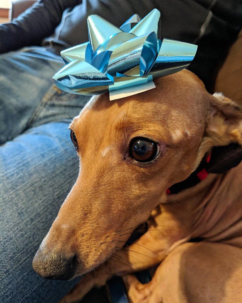 Merry Christmas everyone! 🎁
•••
#Christmas #bow #present #ChristmasMorning #dachshund #dach #dachshundsofinstagram #doxie #minidachshund #featuremydach #dailydachshund #dachshundlove #dachshundlovers #dog #dogsofinstagram #instadog #dogsofig #bowonto… bit.ly/2DMkbuj