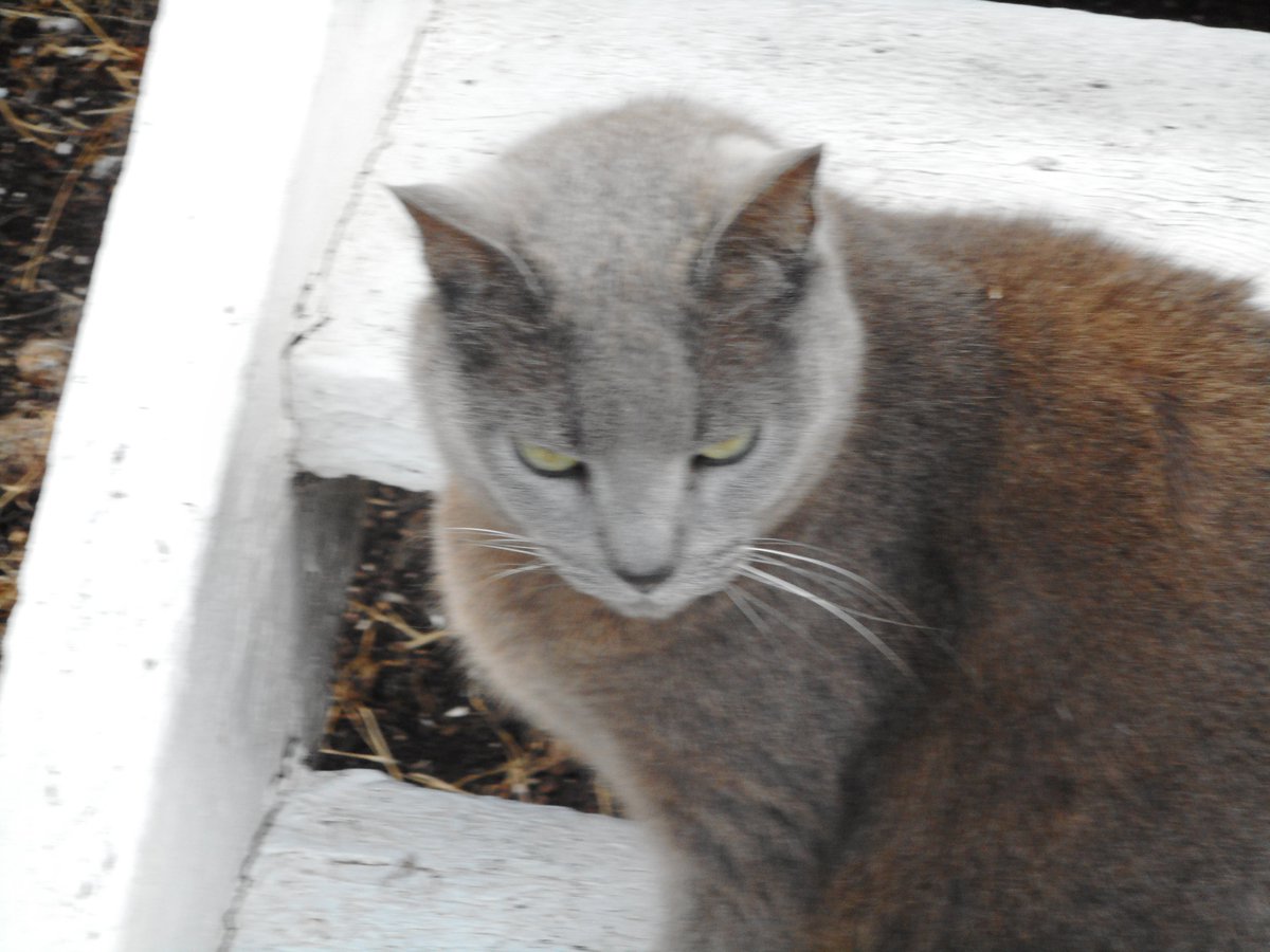 itts boxing day 1;17 am expecting very hot day but the 4th test start today have a good boxing day love your cat