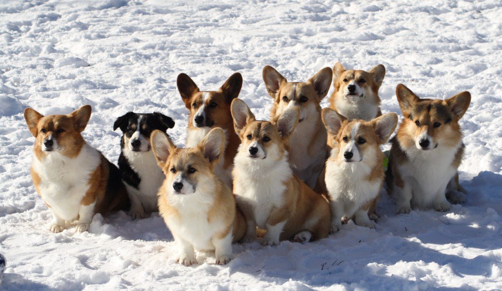 merry corgmas from exo ♡
<a href="/weareoneEXO/">EXO</a>