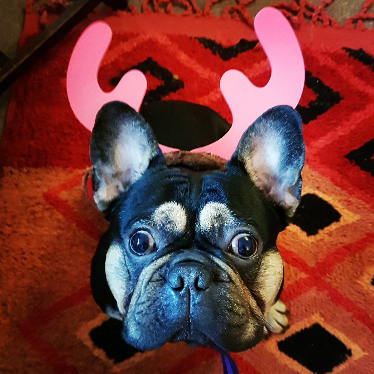 hedonistbooth's tweet photo. #MerryChristmas #HappyChristmas
#Xmas #Christmasdog #Christmasdogs
Have an amazing Christmas everyone x https://t.co/qHFoG8YKmz
