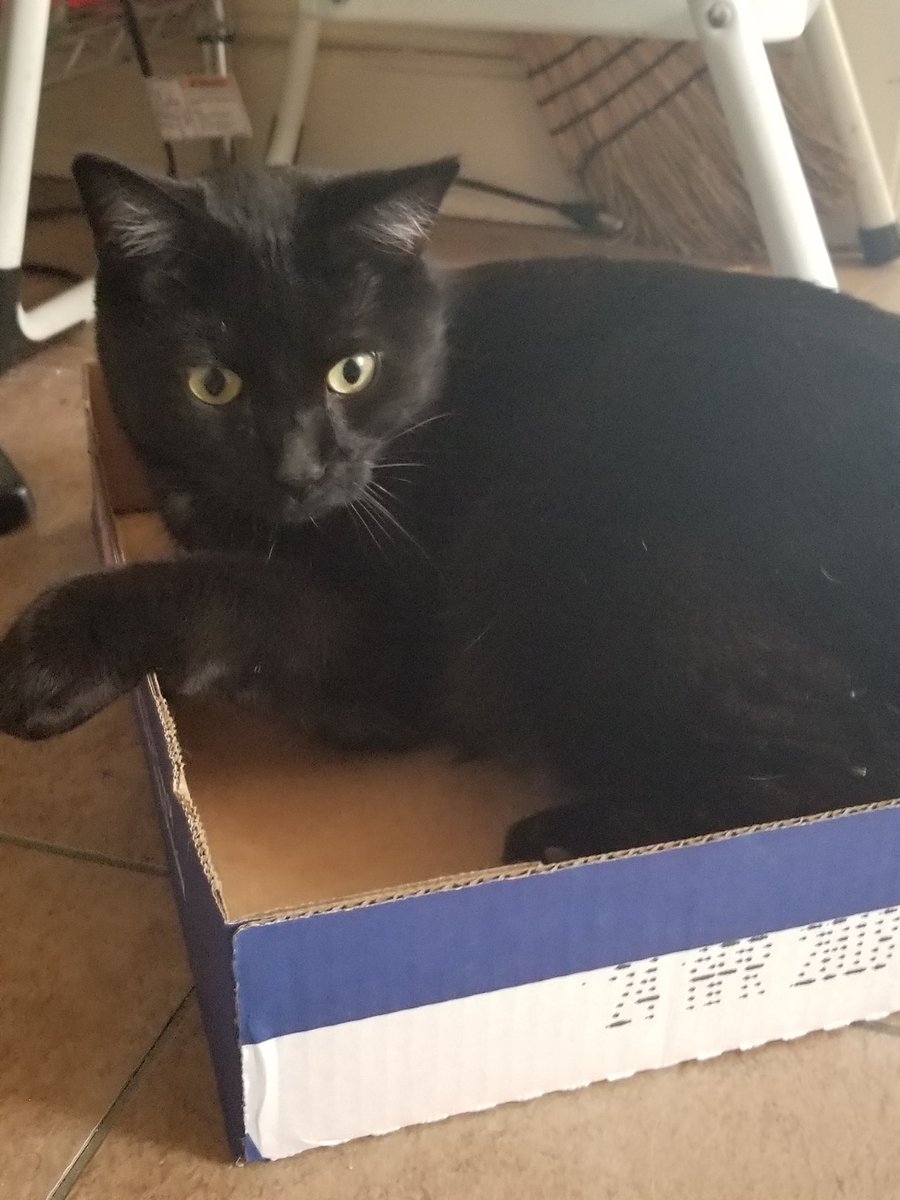 TomoTheAriesCat's tweet photo. Happy Holidays! Back in my other lounge fav, like a #Tomoboss! Love Love and mo' Love to any and most, ALL! #blackcatlove #catchill #BlackCats #CatsOfTwitter #Loveyourself #Catmas #holidays #stl #catgreetings #iseeyou #doyou #beyou #love #furbaby https://t.co/62N18iT0Ww