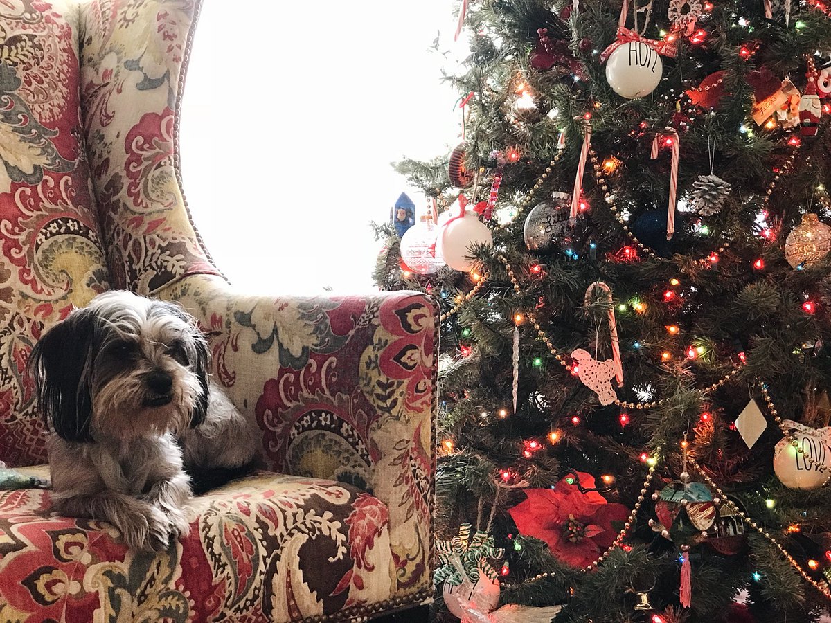 johnwylie's tweet photo. Merry Christmas from @KipperWylie to YOU! 🐶❤️🎄 https://t.co/uxnPWrtLWS