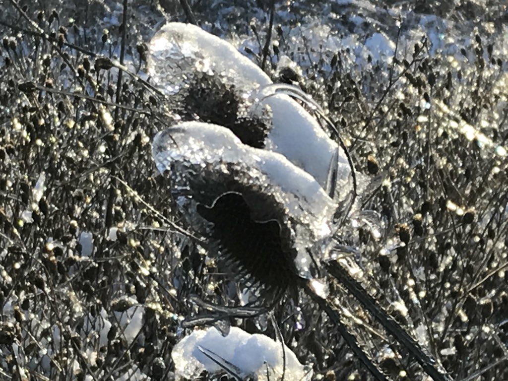 AnnetteBrenner's tweet photo. Beauty in the parking lot and beyond at Indian Fort!!  @GVConservancy https://t.co/MfKEaJ3XkG