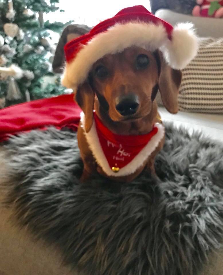 Merry Xmas sisters #TomHiddleston <a href="/BellaTheDoxie16/">Bella Doxie</a> ❤️❄️❤️