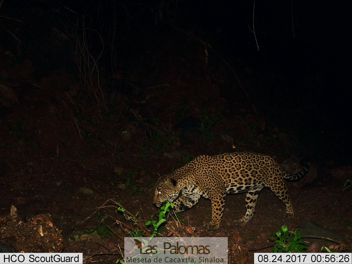 CONANP_mx's tweet photo. #Jaguar (Panthera onca) captado por una #CámaraTrampa en el #ÁreaNaturalProtegida Meseta de Cacaxtla, #Sinaloa. #SabíasQue puede medir hasta 2.30 metros de la nariz a la punta de su cola. #PasiónPorLaConservación https://t.co/h2BWwG5hPL