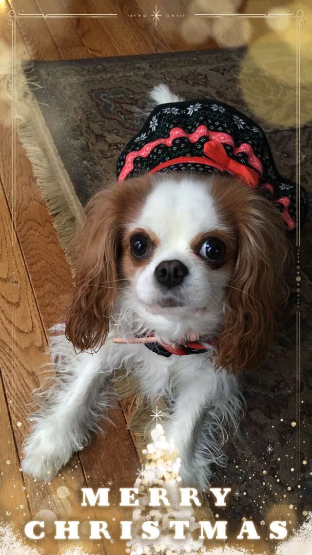 acaibeth's tweet photo. merry christmas guysss enjoy my dog and my brother’s dog ❤️ https://t.co/DMxSNYVIC3