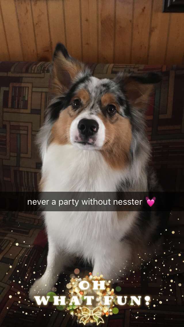 acaibeth's tweet photo. merry christmas guysss enjoy my dog and my brother’s dog ❤️ https://t.co/DMxSNYVIC3