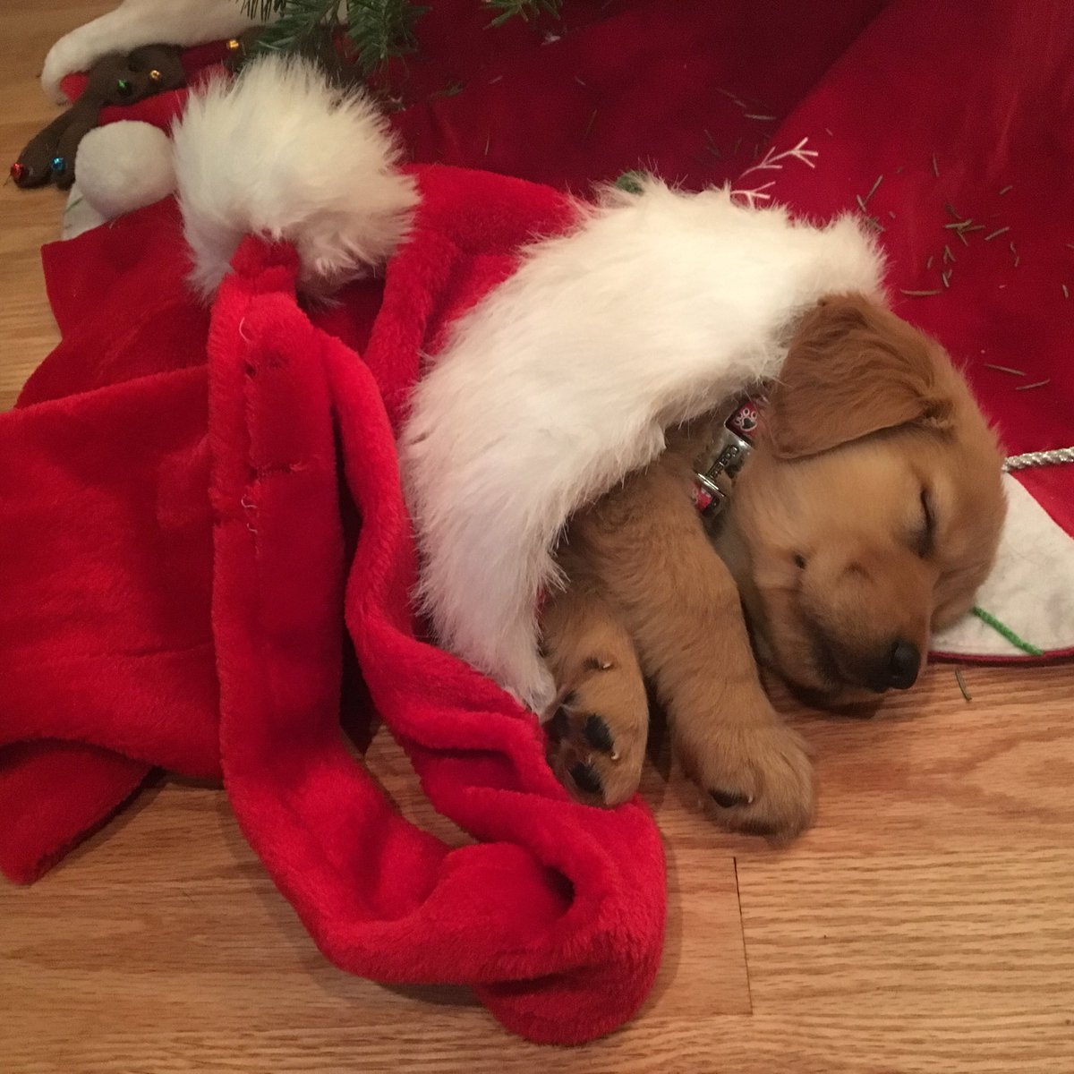 dog_rates's tweet photo. This is Bailey. It’s her first Christmas. She’s concluded that it’s all a bit much. Prefers the snoozle. 13/10 would not disturb https://t.co/W0WveDCPvm