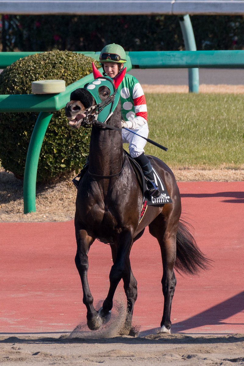 ট ইট র むーむー 8r舞浜特別 前走は中京で500万条件を勝ち上がってきた馬です 当然パドックでも騎乗してくれるものだと思ったら 整列だけ出てきて地下馬道へ消えていく菜七子j びっくりしたなぁ もう でも 馬場入りを見るとなかなか煩い馬だったので