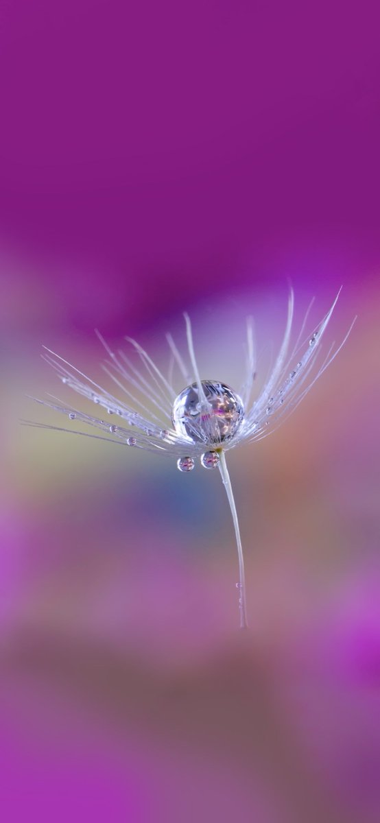 Water Home Screen Flower Wallpaper HomeLooker