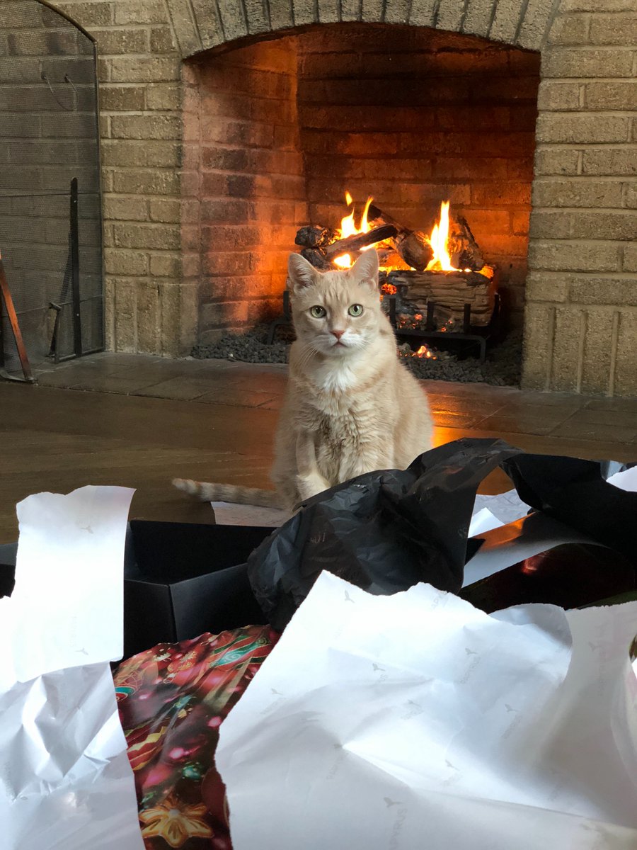 TheJLACF's tweet photo. Merry Christmas from the JLACF! #ChristmasCat https://t.co/rMWMTPDqKm