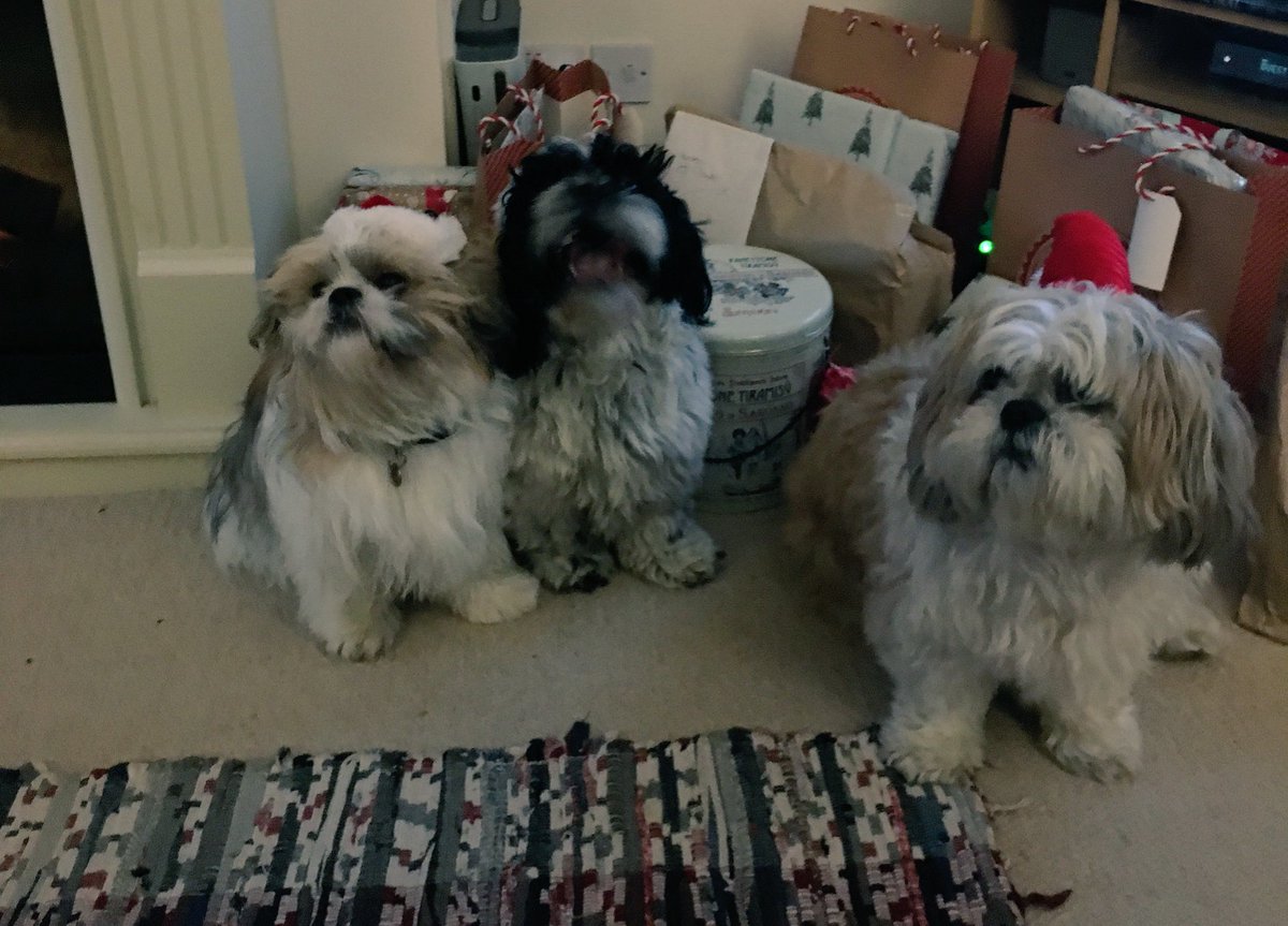 Flash the Shih Tzu tweet media