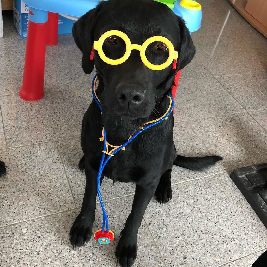 doonila's tweet photo. #doctor Elvis has to work this #christmas #weekend 👨🏻‍⚕️🐶
#labstagram #Labrador #retrieveroftheday #retriever #gundog #blackbeauty #blacklabrador #lab #puppy #labradorretriever #labradors #dogstagram #dogsofinstagram #laboftheweek #blacklab #labo… https://t.co/173ShJNt64 https://t.co/4pCDIM3oxT