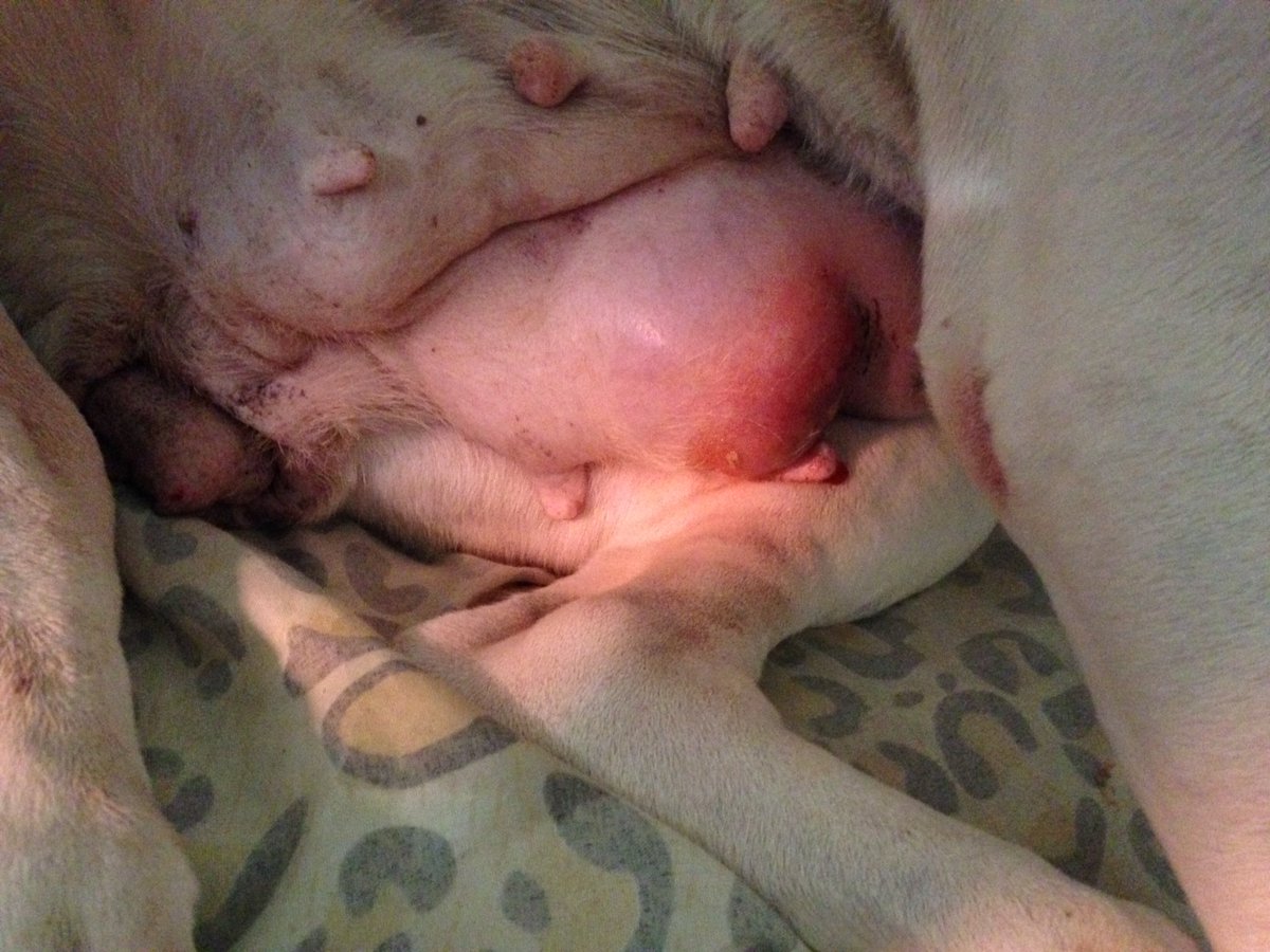 Meu nome é Pandora, estou com câncer de mama. Quem puder ajudar entre em contado por dm, eu e meus donos seremos eternamente gratos  por todos que puderem me ajudar. A cirurgia custa 2800 reais. Agradeço a todos que puderem da rt se não puderem ajudar💜😞