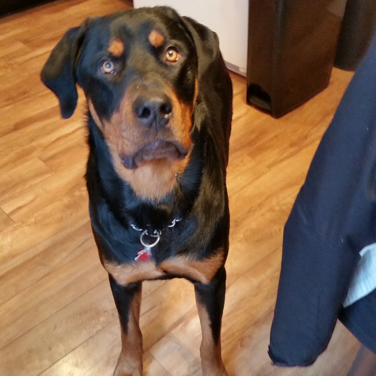 Thinking about my best buddy Max. May his Xmas over the rainbow bridge be spectacular. I thank Max for sending me a perfect new buddy to care for me. It's as if Max somehow from time to time, lives through Cash. Forever blessed. Merry Christmas everybody.
