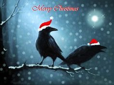 CrowsFork's tweet image. Merry Christmas! 🎄 🎅🏼⛄️ #crowsfork