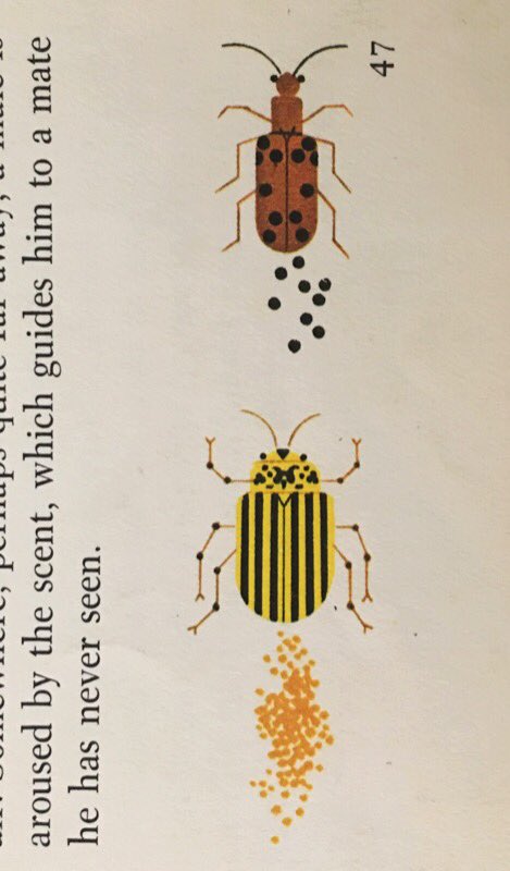 ILL_SPECS's tweet photo. The Giant Golden Book of Biology 
By #GeraldAmes and #RoseWyler 
Illustrations by #CharlesHarper 
©️1961
#charleyharper #nature #color #illustration https://t.co/mH1zBLvrjg