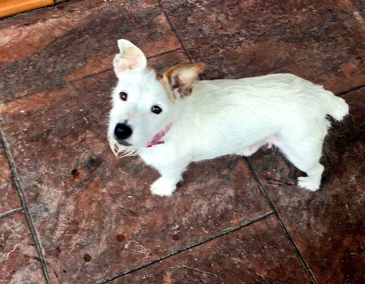 apasosvg's tweet photo. DIFUSIÓN
Ayer #Nochebuena LOLA se perdió en #Arroiabe (#Álava) a causa de los cohetes y petardos. Aún no ha aparecido. Es pequeñita y la raza es Jack Russel. Lleva un collar rojo. 
☎️ 617436687 https://t.co/M7V4vauQhF