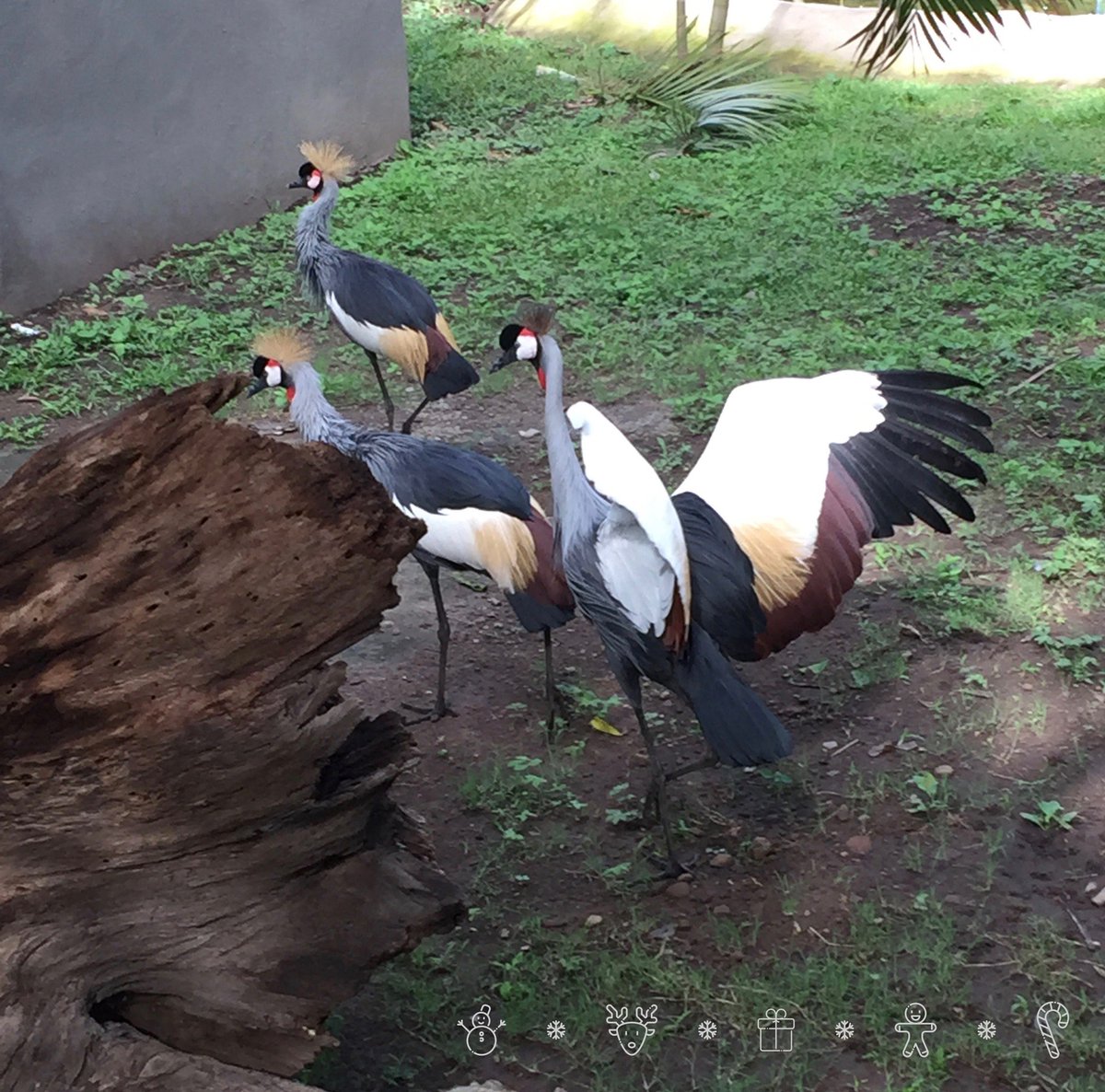 VisitColimaMx's tweet photo. Celebra diciembre en Colima ¡haciendo nuevos amigos de todas las especies en el Ecoparc! #ColimaElDestinoDeTuPelicula https://t.co/GFhI4JBiqf