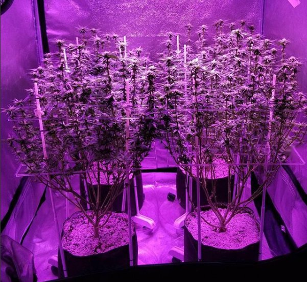 P_SCROG's tweet photo. @BlackDogLED is growing "Now and Laters" (day 21 flower) supported and transported in @P_SCROG Pros under #Phytomax2 1000 and will be showcasing @IndoExpoShow Jan 27&amp;28 in #Denver #scrog #growyourownweed #maximumyield #growroom #lst https://t.co/HOBk4KLenV