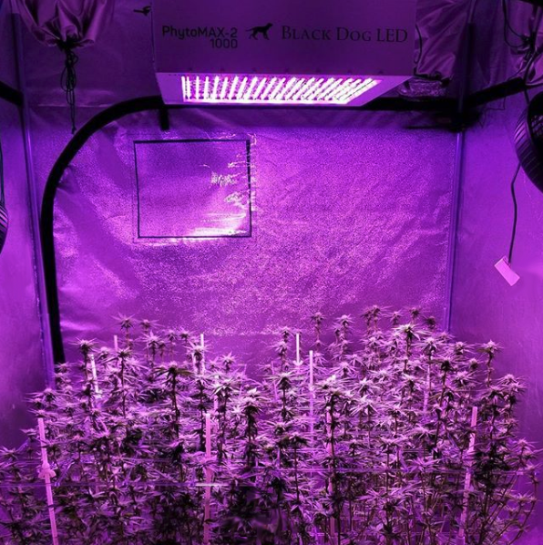 P_SCROG's tweet photo. @BlackDogLED is growing "Now and Laters" (day 21 flower) supported and transported in @P_SCROG Pros under #Phytomax2 1000 and will be showcasing @IndoExpoShow Jan 27&amp;28 in #Denver #scrog #growyourownweed #maximumyield #growroom #lst https://t.co/HOBk4KLenV