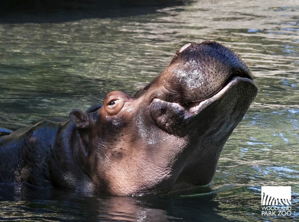 🎄🎵 Only a hippopotamus will do 🎵🎄#MerryChristmas