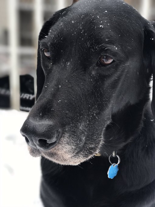 Trying to take pictures of your dog in the snow is harder than expected https://t.co/LDPDXRXCuf
