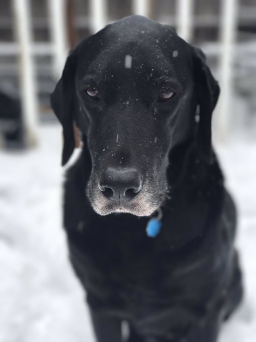 Trying to take pictures of your dog in the snow is harder than expected https://t.co/LDPDXRXCuf