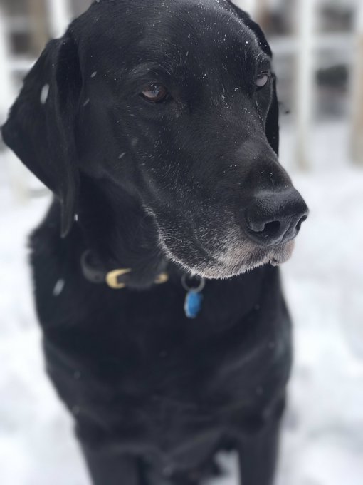 Trying to take pictures of your dog in the snow is harder than expected https://t.co/LDPDXRXCuf