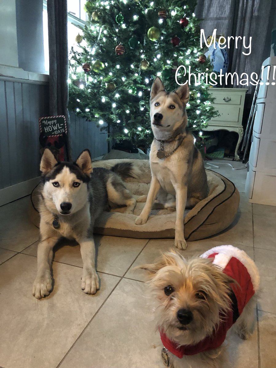NatcoHome's tweet photo. Merry Christmas from the @natcohome Family! Peace. Love. Joy. .
.
.
.
.
#merrychristmas #merryandbright #christmas2017🎄 #natcodogs #siberianhuskypuppies #siberianhuskypuppiesofinstagram #morkie #happyholidays #homedecor #homefashion #christmastree #dogsofinstagram #dog https://t.co/lHuj83a3ll