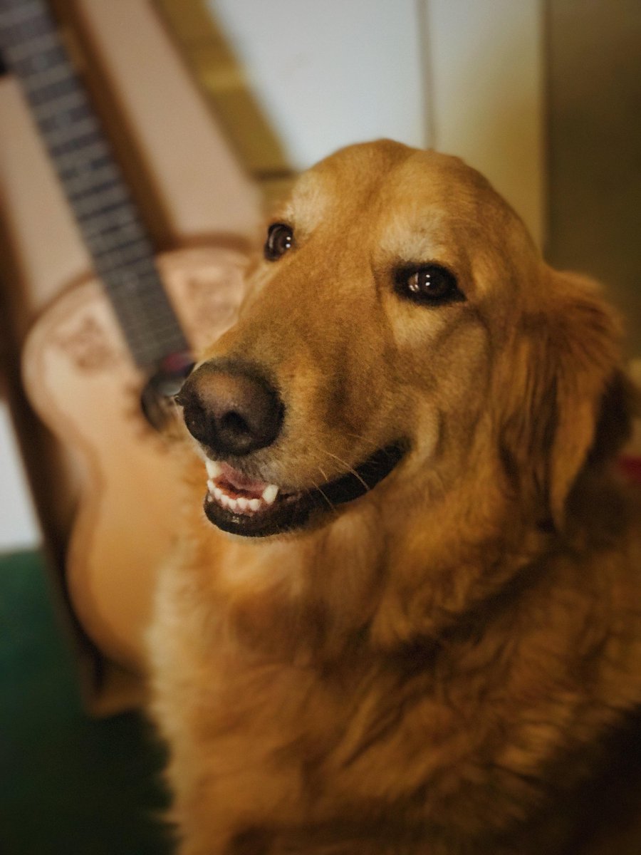 Javijsf's tweet photo. @bitwitkyle Coco's guitar for my wife (with the help of Franky my golden retriever) and helping my baby brother get his first car for Xmas/Bday gift. But best of all sharing my dad's first flight as I start my journey to become a commercial pilot. https://t.co/GWwdyjG7Pn