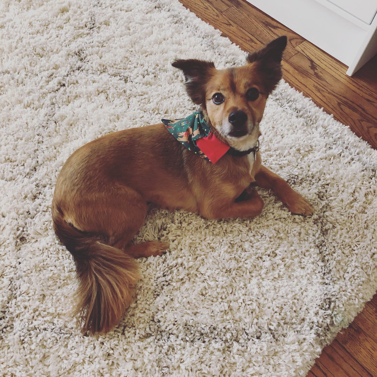 SpottedDogShop's tweet image. Merry Christmas everyone! Our little family is full of #ChristmasSpirit today! #picklepickupline #etsy #etsychristmas #dogbandana #adoptdontshop 🎄❤️💚😍