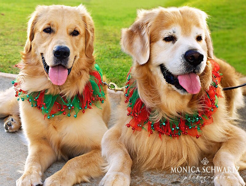 LifeOutOfBounds's tweet photo. Sweet Buddy and Samson want to wish you a Pawsome #Christmas! And so do I! https://t.co/EAyx6lKxT1 #Santapaws #goldenretriever https://t.co/HfcybH1j41