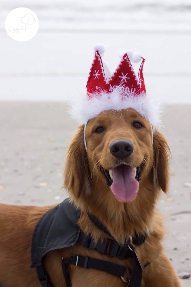 paws4people tweet media