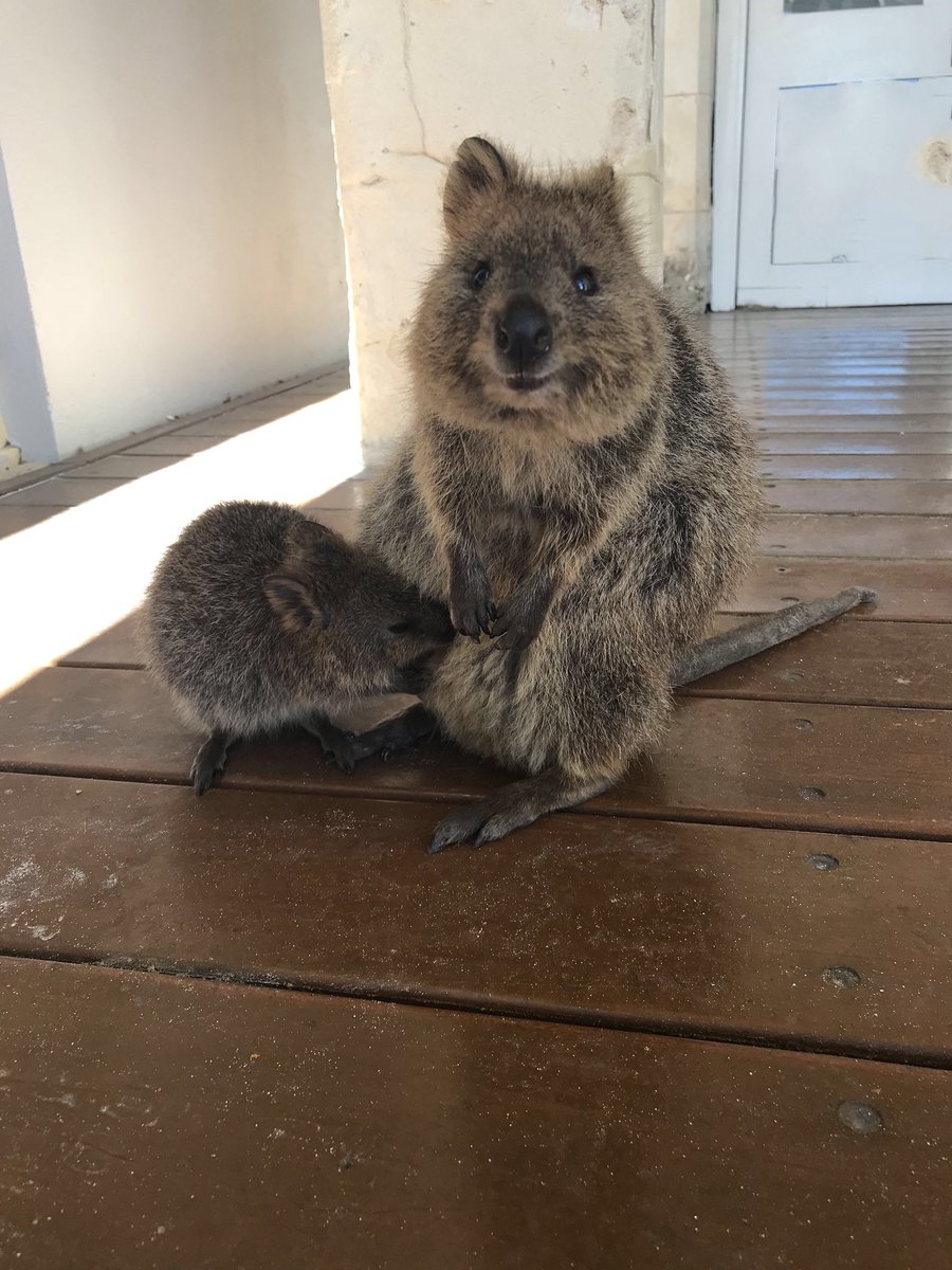 Happy Boxing Day from this cute family to yours! This bub didn’t quite stock up on enough Christmas lunch yesterday so is going in for round two 🐻 #rottnestfastferries #cruisewa #justanotherdayinwa