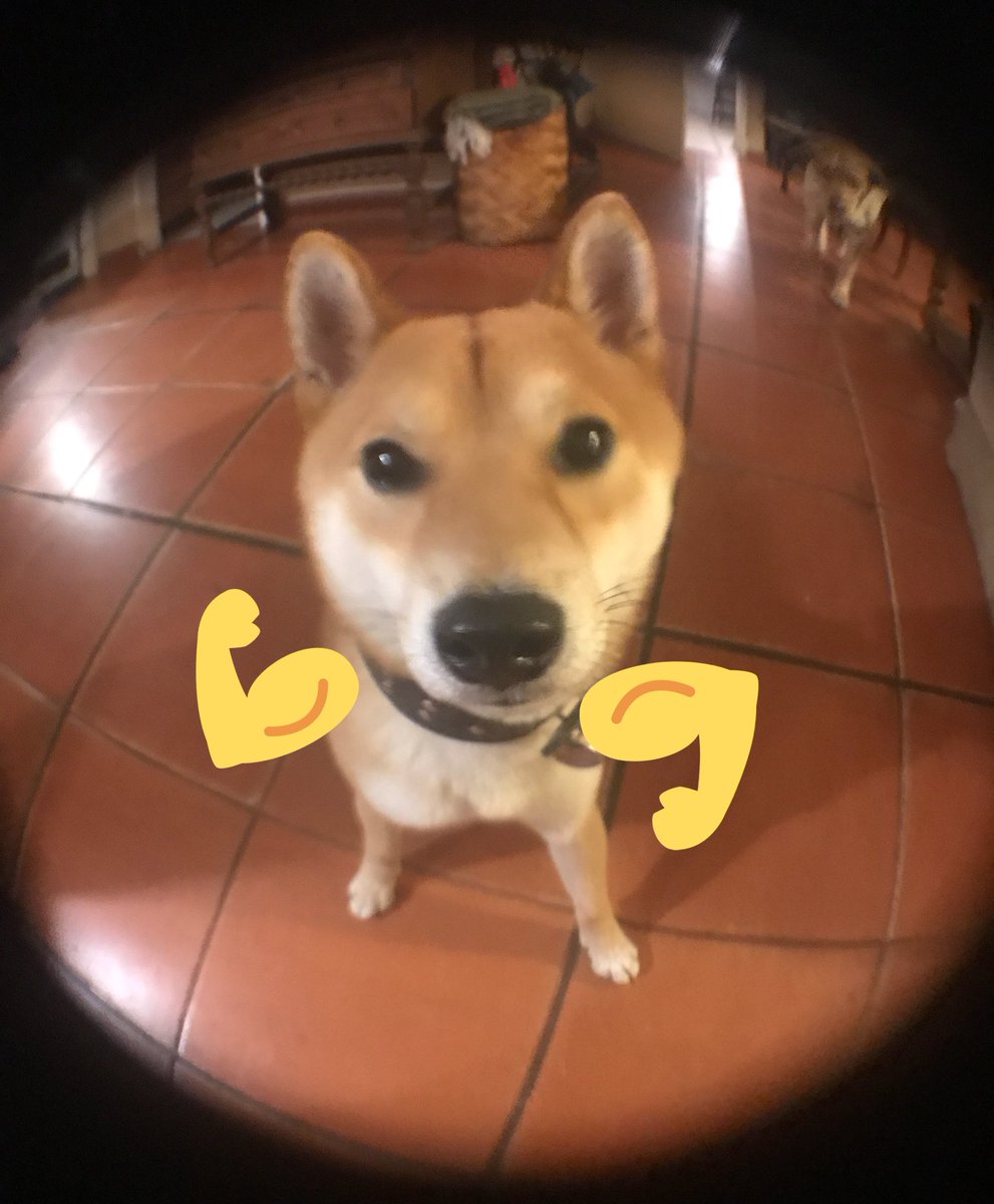 thisperrito's tweet photo. OMG https://t.co/fPgxLt59Pj