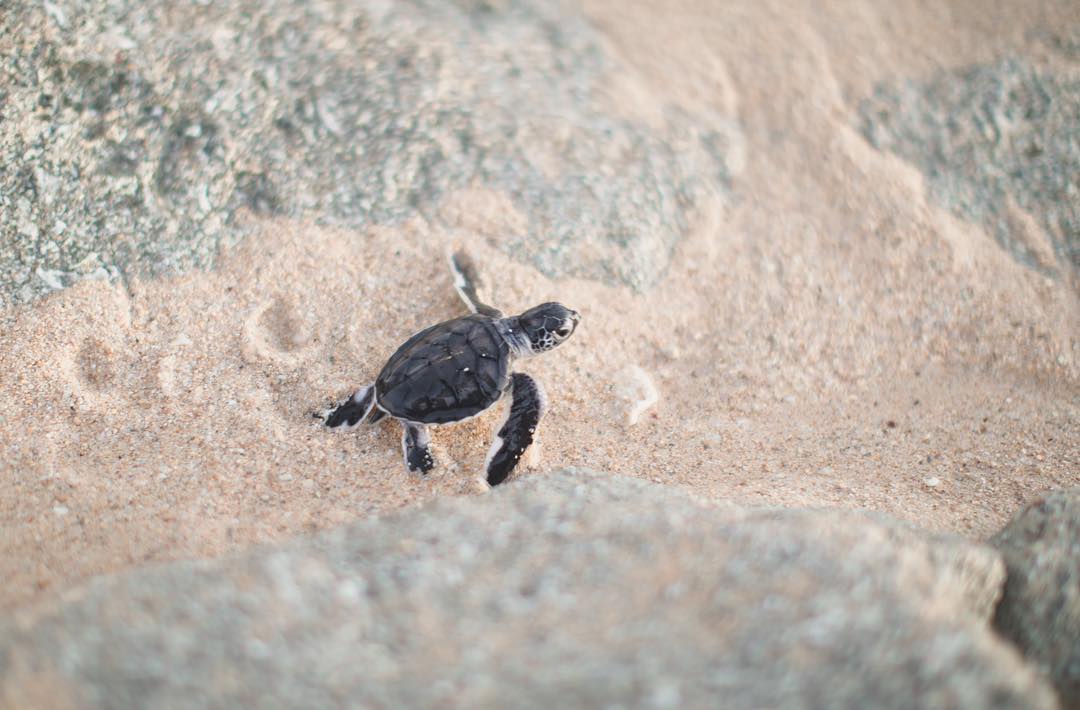 "As the sun was setting, I quietly sat waiting for that moment when these precious baby turtles began to hatch" 📷 her.wandering.footsteps/IG <a href="/thecoralcoast/">WA's Coral Coast</a>
