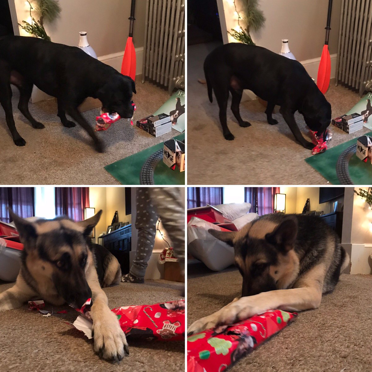 TheLanther's tweet photo. Opening our presents - we got new tuffy toys, small jolly balls, tennis balls and benebone chew toys and various treats. https://t.co/hbKJDDpFm6